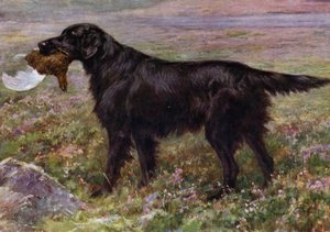 Flat-Coated Retriever Champion High Legh Blarney